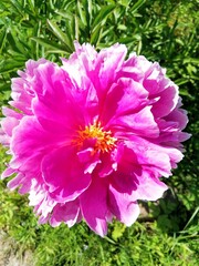 Obraz premium large blooming pink Terry peony with yellow stamens close-up. Flower desktop Wallpaper