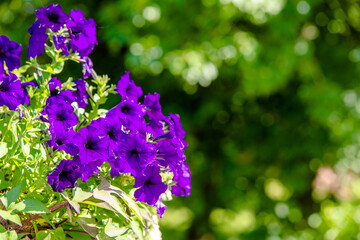 Purple petunias grow on flower beds in the city 