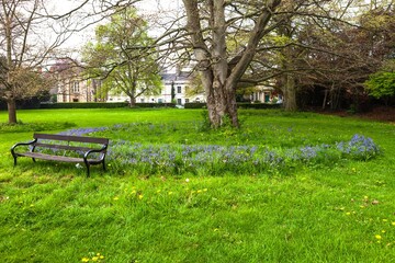 Bench chair near a ring of bluebells in Glastonbury, England.