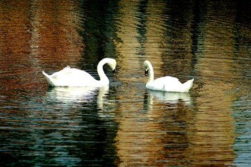 swans on the lake