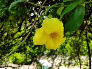 yellow flowers in the garden