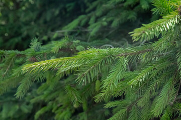 Green branches of a forest tree.