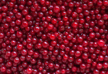 Berries of red currant in the top view. Background with red currants. Close-up of red berries