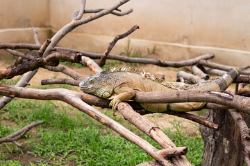 big iguana lying on the tree branch at Chiang Mai zoo, Chiang Mai, Thailand