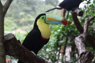 toucan on a branch