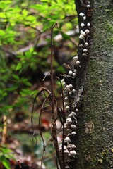 イヌセンボンタケ