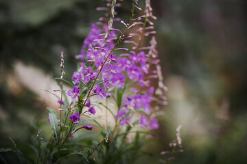 Close up on purple flowers