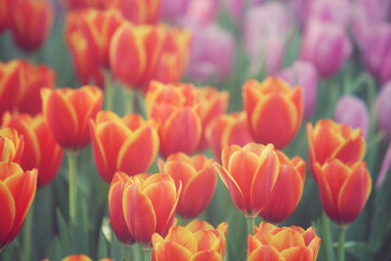 The orange - yellow tulips in colorful spring flower garden background. A peaceful and relax scene in early cold morning air. Soft and selective focus image for light and calm natural background.