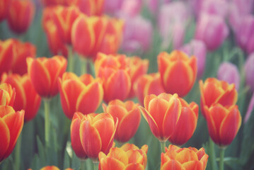 Obraz premium The orange - yellow tulips in colorful spring flower garden background. A peaceful and relax scene in early cold morning air. Soft and selective focus image for light and calm natural background.