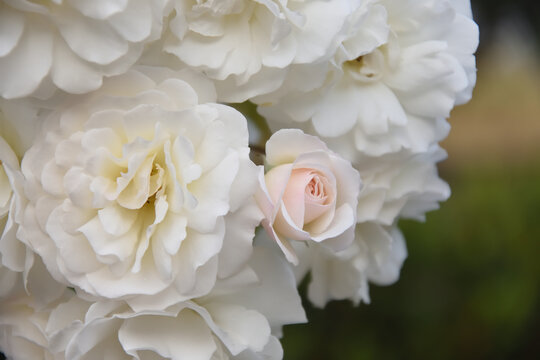 Natural white floribunda roses in the garden. An image in soft focus for background or wallpaper.