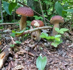 boletus edulis mushrooms
