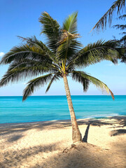 Fototapeta na wymiar Beach and palm trees on the island of Phuket in Thailand
