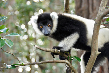 Black and white ruffed lemur, Lemurs Island, Andasibe, Madagascar