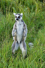 Ring-tailed lemur, Lemurs Island, Andasibe, Madagascar
