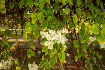 spring in the garden