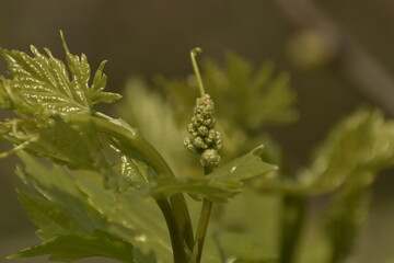 A beautiful closeup photograph of flowers.