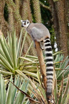 Ring-tailed lemur sitting on agave in spiny forest, Berenty Reserve, Madagascar
