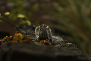 A beautiful photograph of a Squirrel in a garden.