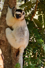 Verreaux's sifaka, Berenty Reserve, Madagascar