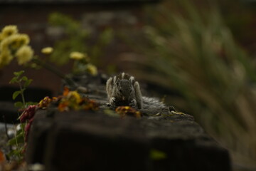 A beautiful photograph of a Squirrel in a garden.