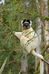 Verreaux's sifaka, Berenty Reserve, Madagascar