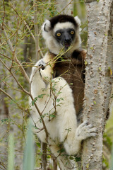 Verreaux's sifaka in spiny forest, Berenty Reserve, Madagascar