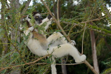 Verreaux's sifaka, Berenty Reserve, Madagascar
