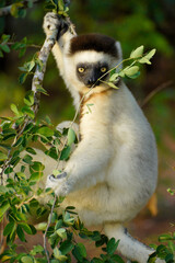 Verreaux's sifaka, Berenty Reserve, Madagascar