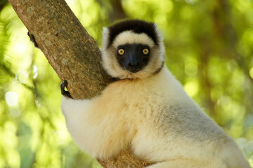 Verreaux's sifaka, Berenty Reserve, Madagascar