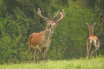 Naklejka na ściany i meble Red Deer (Cervus elaphus) stag. Wildlife in the Carpathians. Bieszczady Mts. Poland.