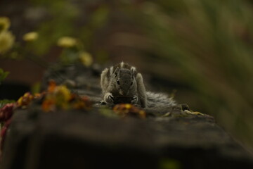 A beautiful photograph of a Squirrel in a garden.