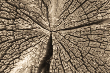 The cracked surface of the butt end of an old sawn tree.