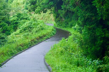 Obraz premium 雨上がりの草木