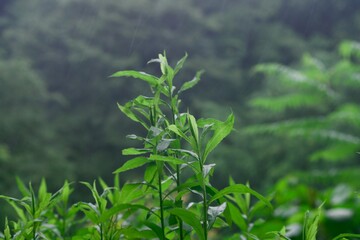 雨上がりの草木