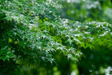 雨上がりの草木