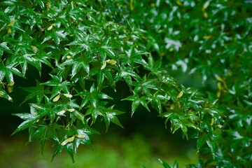 雨上がりの草木