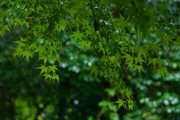 雨上がりの草木
