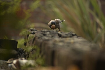 Beautiful photograph of a bird in a garden.