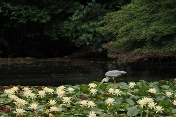 water lilies and Gray Heron in Meiji shrine,japan,tokyo