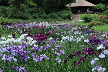 Lris garden in Meiji shrine , japan,tokyo	
