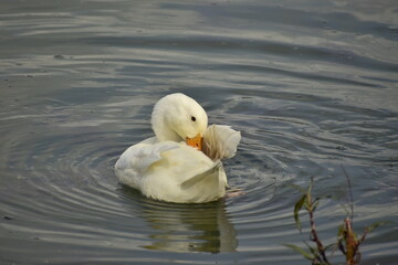 Beautiful photograph of White Ducks during swimming in a lake.