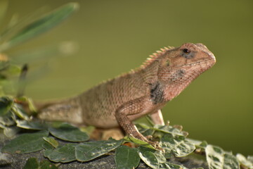 A beautiful closeup photograph of a lizard.
