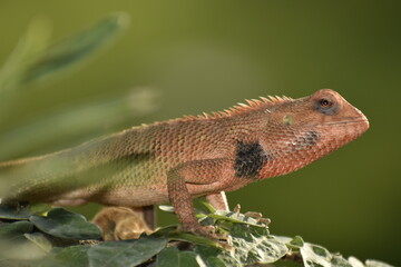 A beautiful closeup photograph of a lizard.