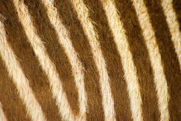 Close up looking of a zebra skin.