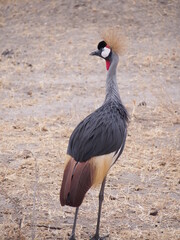 grey crowned crane in Tanzania, Africa