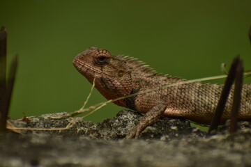 A beautiful closeup photograph of a lizard.