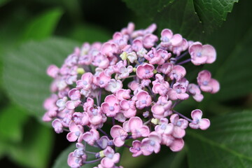 Hydrangeas in the park ,japan,tokyo