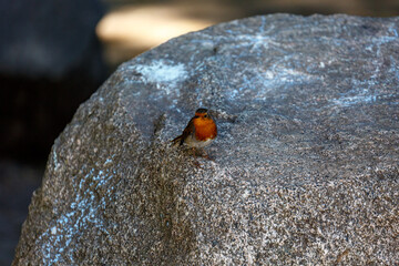 Small bird on stone in park