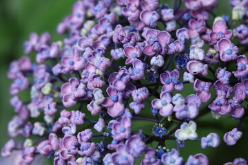 Hydrangeas in the park ,japan,tokyo