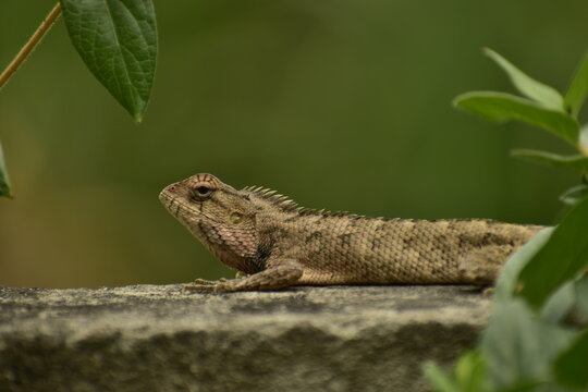 A beautiful closeup photograph of a lizard.